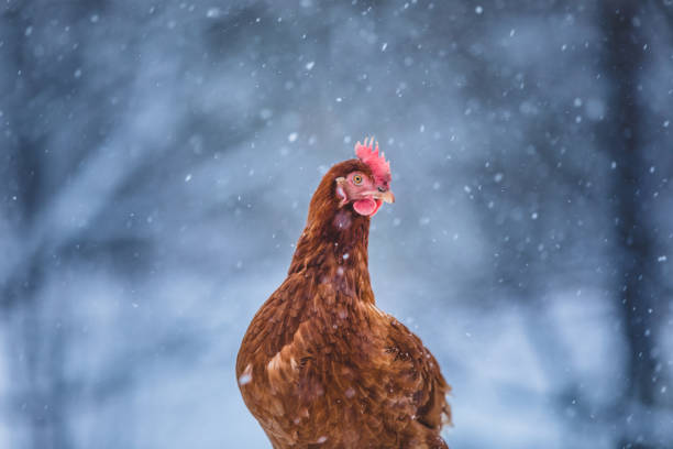 istock Domestic Eggs Chicken on a Wood Branch during Winter Storm. 904868184