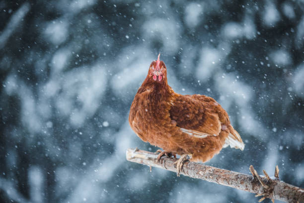istock Domestic Eggs Chicken on a Wood Branch during Winter Storm. 904868428
