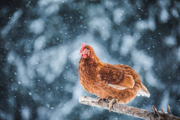 istock Domestic Eggs Chicken on a Wood Branch during Winter Storm. 904868784