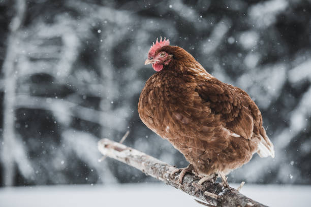 Domestic Eggs Chicken on a Wood Branch during Winter Storm.