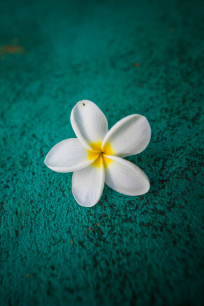 istock White bloomed Flower of Plumeria 904869016
