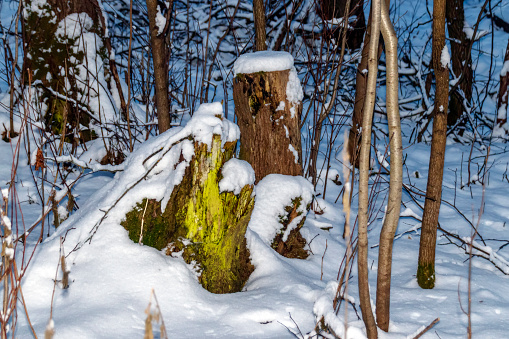 Green mossy tree stump covered with snow scenery