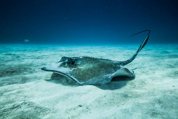 istock Common Stingray on the ground of the ocean. 904880376