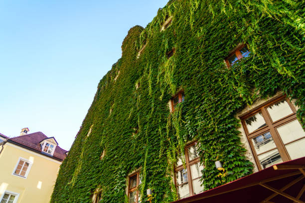 istock Town house completely overgrown with ivy, Munich, Bavaria 904881494