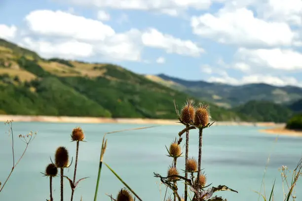 Teasel plant (Dipsacus fullonum) growing by the lake in the mountains