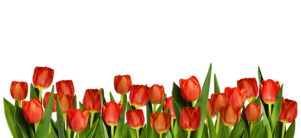 Red tulip flowers in decorative border isolated on white background