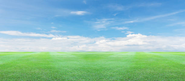 istock Green grass field with clear blue sky and clouds background. 904895750
