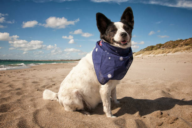 Australia day dog