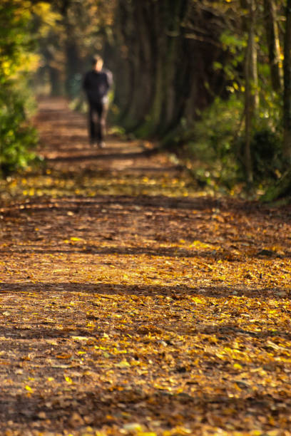 istock Avenue through trees in a country park 904902402