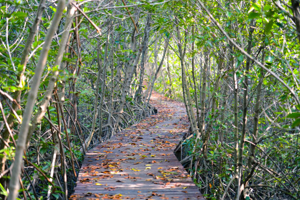 istock Wooden walkway in mangrove forest. Nature background. 904902620