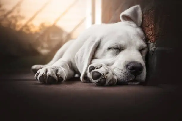 Photo of young cute labrador retriever dog puppy lies in the sun sleeping