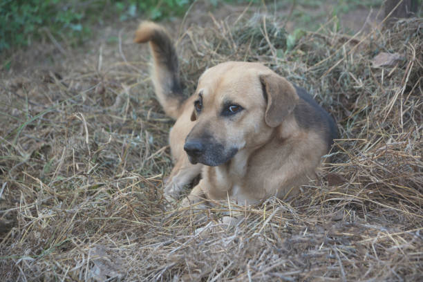 istock Poor homeless dog looking at someone with an outdoors in nature. 904908632