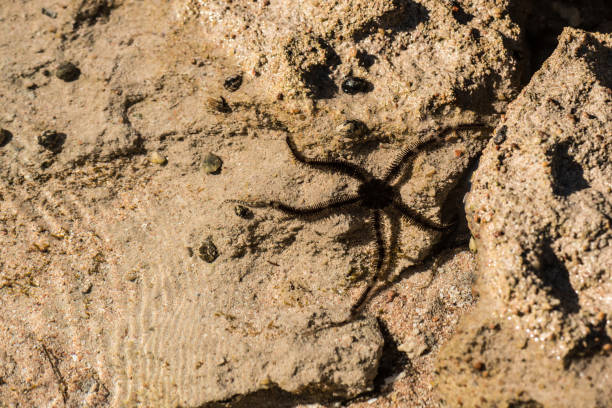 istock Starfish on the shore at low tide, Red Sea, Egypt. 904908732