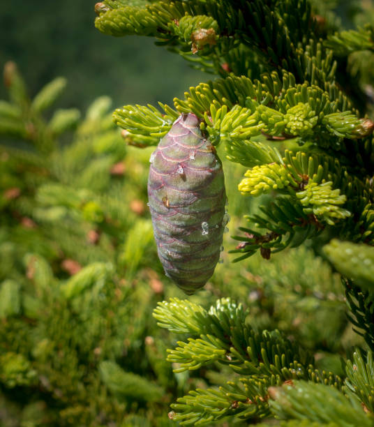 Purple and Green Young Spruce Cone