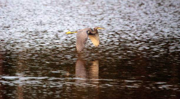 istock Little blue heron bird Egretta caerulea 904909212
