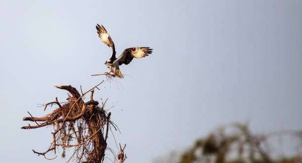 istock Osprey bird Pandion haliaetus 904909606