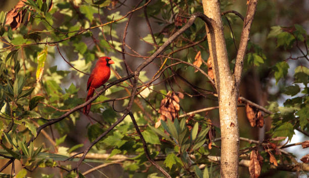istock Male red Northern cardinal bird Cardinalis cardinalis 904910132