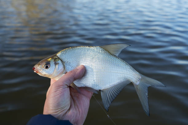 istock Bream in fisherman's hand 904915852