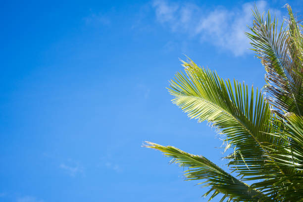istock Coconut palm trees and blue sky background. 904922436