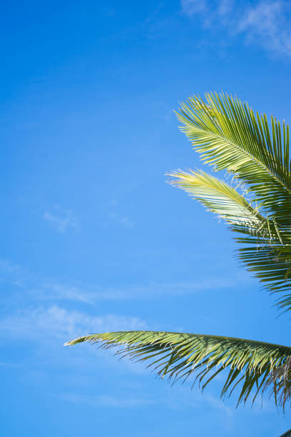 istock Coconut palm trees and blue sky background. 904922454