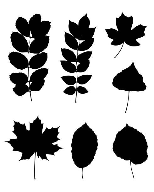 różne liście - leaf maple maple leaf autumn stock illustrations