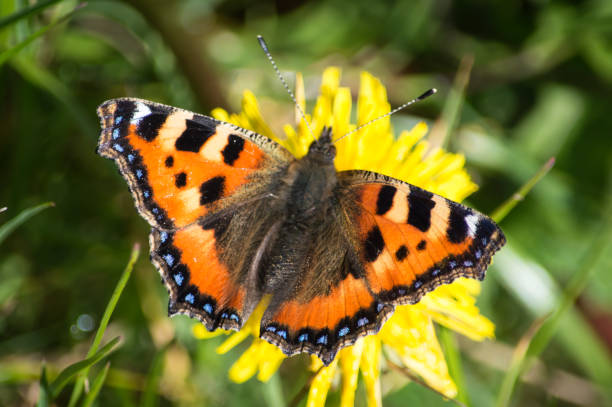 istock Small Tortoiseshell butterfly on a dandelion 904923386