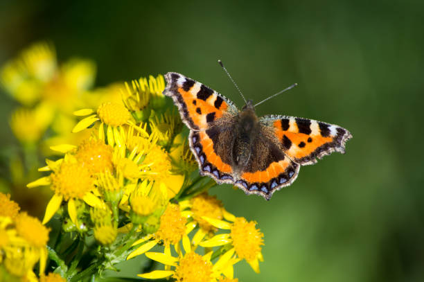 Small Tortoiseshell butterfly on Ragwort The brightly coloured butterfly on yellow flowers small tortoiseshell butterfly stock pictures, royalty-free photos & images