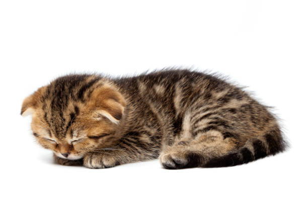 istock Tabby Scottish kitten sleeps with a ball of threads 904925842