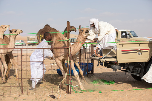 Abu Dhabi, UAE- Dec 15, 2017: Young camel objecting to being loaded on a truck during Al Dhafra camel festival.