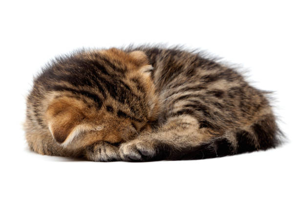 istock Tabby Scottish kitten sleeps with a ball of threads 904925994
