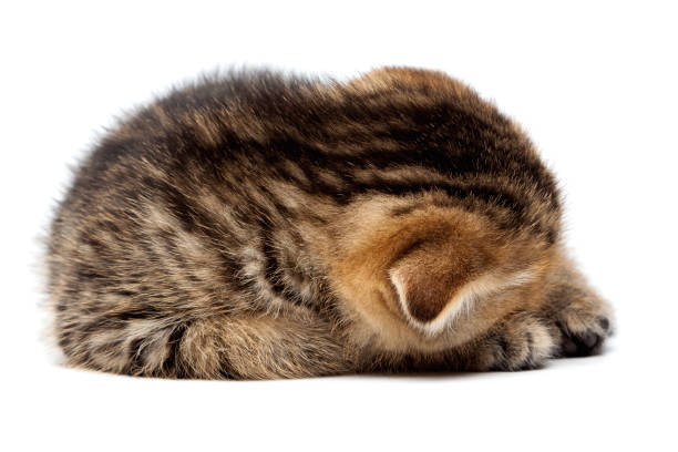 istock Tabby Scottish kitten sleeps with a ball of threads 904926012