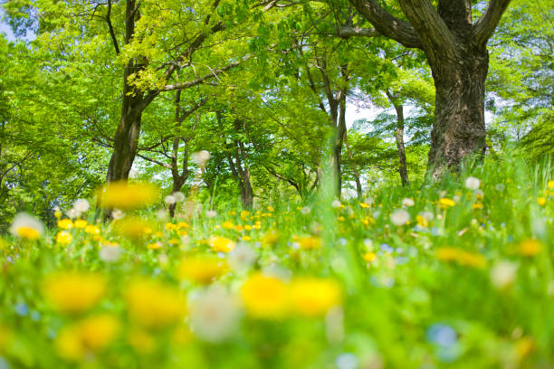 Dandelion blooming in the forest