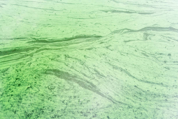 istock The polluted green water in canal. Water with Green Algae. 904930056