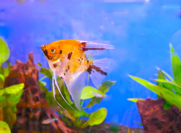 istock Pterophyllum scalare Angelfish, Red Devil Scalar. A beautiful freshwater aquarium fish 904930364
