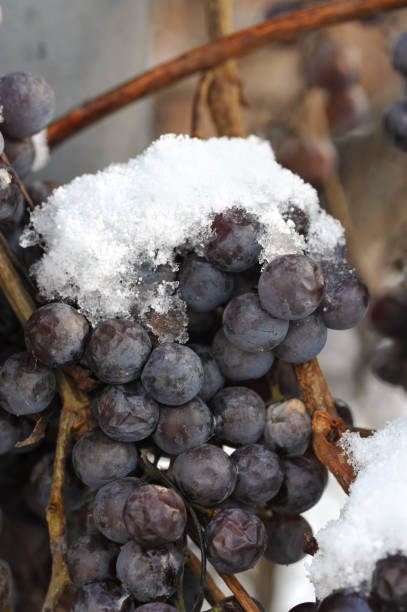 istock Withered clusters of grapes covered with snow 904930438