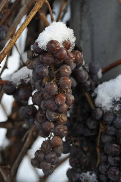 istock Withered clusters of grapes covered with snow 904930442