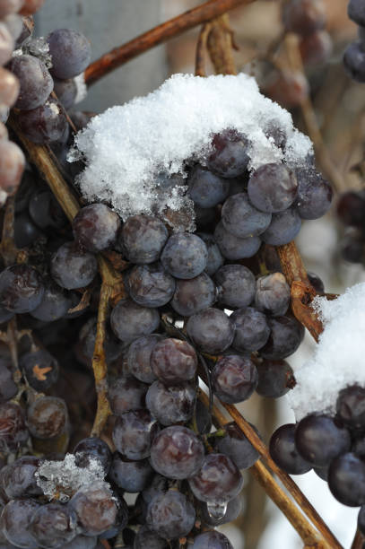 istock Withered clusters of grapes covered with snow 904930462