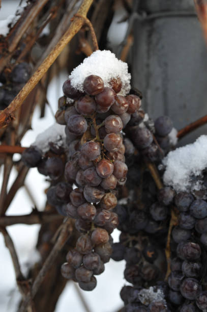 istock Withered clusters of grapes covered with snow 904930464