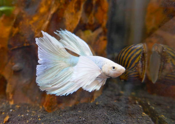 Siamese fighting fish, Crowntail Fighting Fish, A beautiful freshwater aquarium fish A beautiful, white freshwater aquarium fish betta crowntail stock pictures, royalty-free photos & images