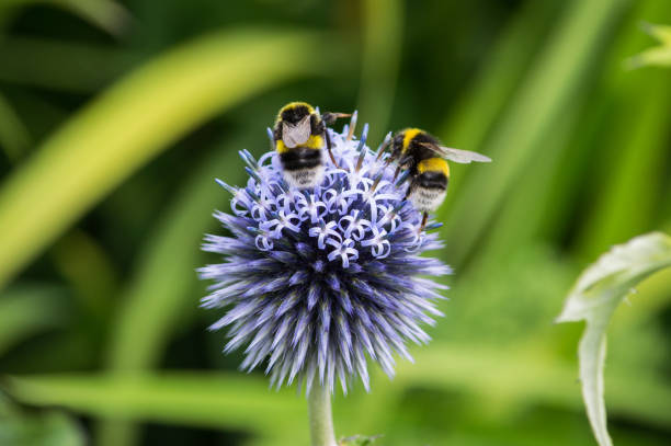 Two bees working hard on the circular head of a flower