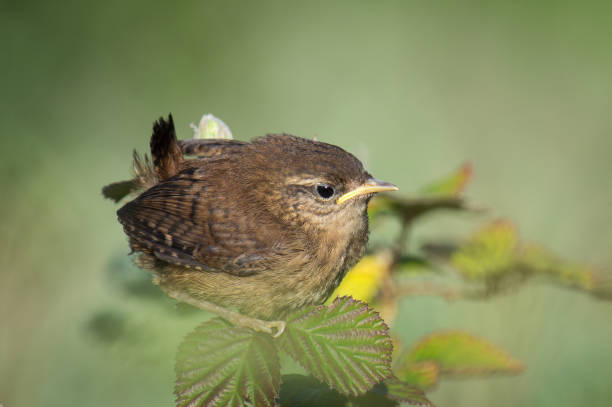 istock Wren juvenile on leaves 904932702