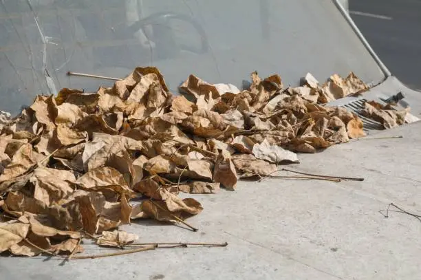 Abstract background. Detail of an old and unusable abandoned vehicle in the streets of Mexico City and covered by dry leaves falling from the trees on its body.