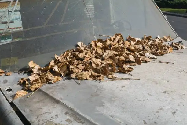 Abstract background. Detail of an old and unusable abandoned vehicle in the streets of Mexico City and covered by dry leaves falling from the trees on its body.