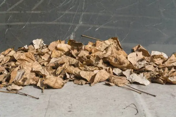 Abstract background. Detail of an old and unusable abandoned vehicle in the streets of Mexico City and covered by dry leaves falling from the trees on its body.