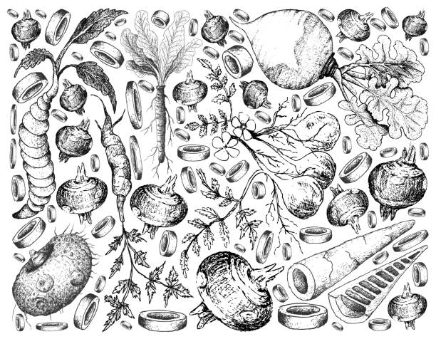 ilustraciones, imágenes clip art, dibujos animados e iconos de stock de mano alzada de la raíz y fondo de verduras tuberosa - rutabaga