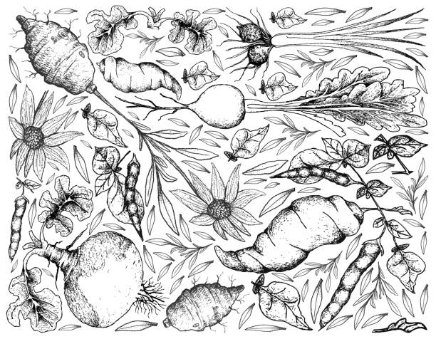 ilustrações, clipart, desenhos animados e ícones de mão desenhada de raiz e legumes tuberosa fundo - rutabaga