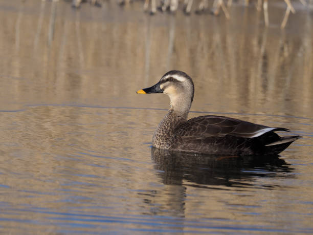 istock Spot-billed duck, Anas poecilorhyncha 904936006