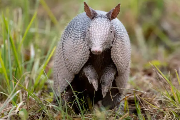 Nine Banded Armadillo Merritt Island National Wildlife Refuge