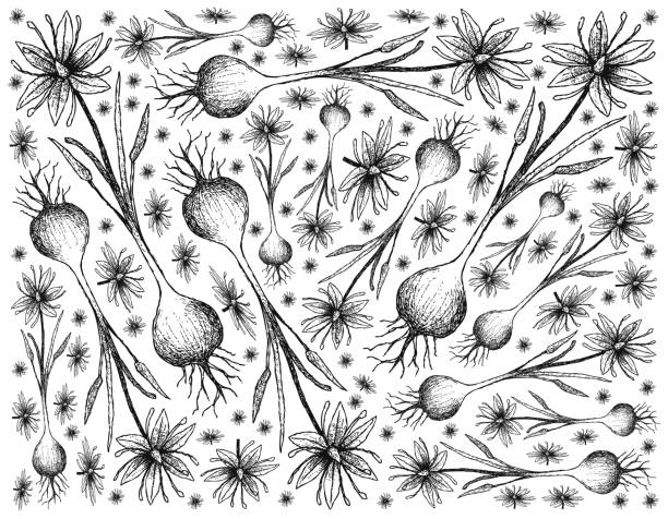 Hand Drawn of Camas on White Background vector art illustration