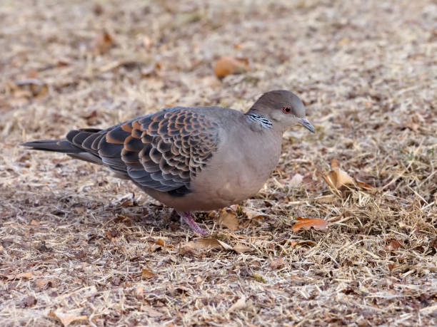 istock Oriental turtle-dove, Streptopelia orientalis 904940152